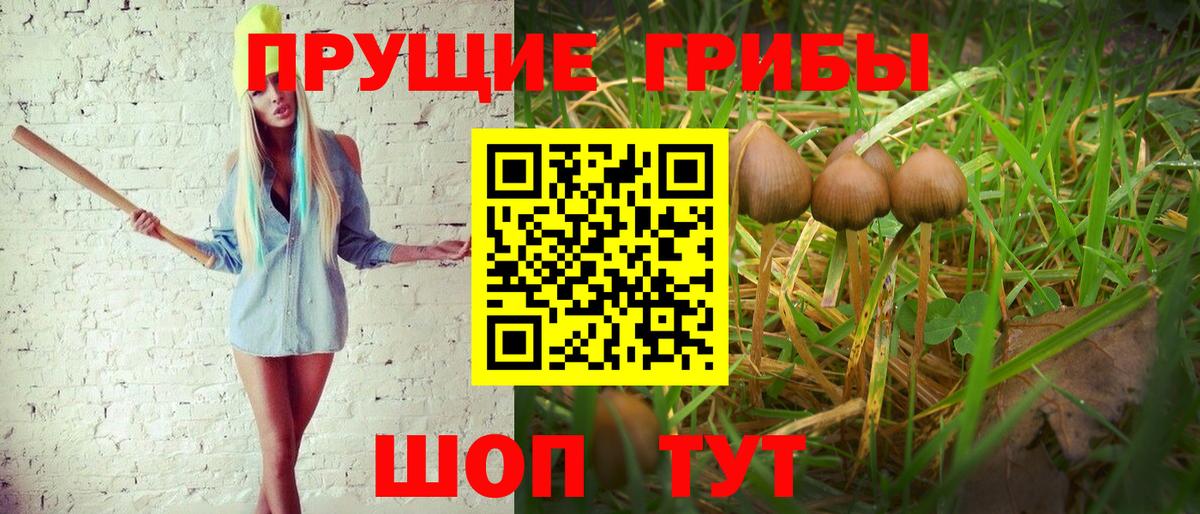 Ногинск  Псилоцибиновые грибы Psilocybine cubensis  Вход с VPN 